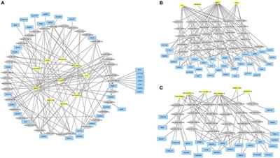 Competing Endogenous RNA Network Analysis Reveals Pivotal ceRNAs in Adrenocortical Carcinoma